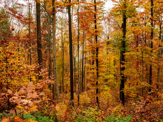 Obraz premium The colourful forest
