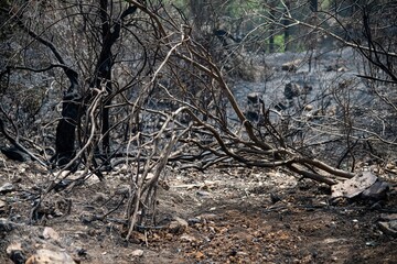 devastation at a pine forest in the Lebanon mountain region Beit Meri after a massive wildfire