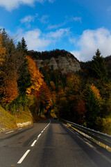 Fototapeta premium road in autumn