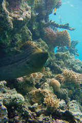 A beautiful big moray eel in the colourful coral reef in the Red Sea in Egypt. Scuba Diving underwater photography
