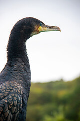 Cormoran de profil en gros plan