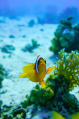 A beautiful orange white clownfish swimming in the sand patch of the colourful coral reef in the...
