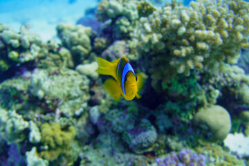 A beautiful orange white clownfish swimming in the sand patch of the colourful coral reef in the Red Sea in Egypt. Scuba Diving underwater photography
