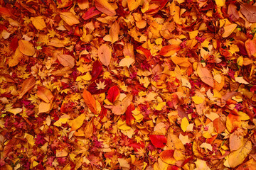 컬러풀한 가을낙엽