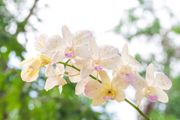 White Orchid flower in orchid garden at winter. Orchid flower for postcard beauty and agriculture design. Beautiful orchid flower in garden, in full bloom in farm, on green nature blur background