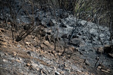 devastation at a pine forest in the Lebanon mountain region Beit Meri after a massive wildfire