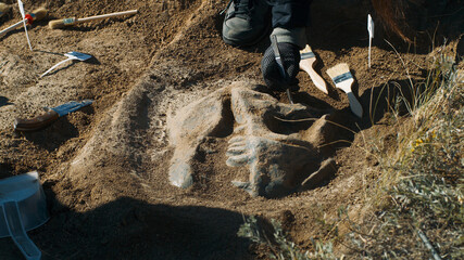 Crop archaeologist digging out dinosaur skull