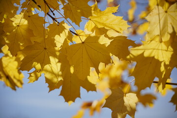 Fototapeta premium Autumn leafs, winter is comming