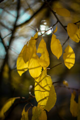 Moscow, October 2021, yellow autumn leaves on a background of branches and a blue sky, bokeh