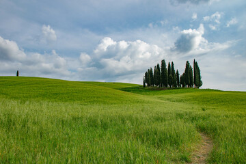 Tuscany, italy, may 2018, a path in a green field leads to a cypress island