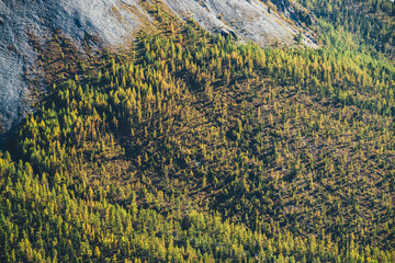 Wonderful alpine landscape with orange autumn forest on foot of rocky mountain in sunshine. Motley mountain scenery with gray rocks and forest on piedmont in golden fall colors. Autumn in mountains.