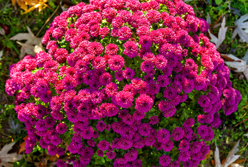 Chrysanthemum red with a hint of pink.