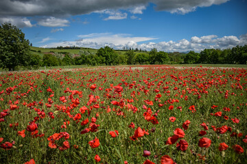 Fototapeta na wymiar Tuscany, Italy, 2019, field with poppies against the background of green hills and blue sky