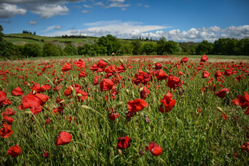 Tuscany, Italy, 2019, field with poppies against the background of green hills and blue sky