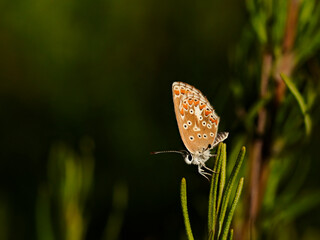 Butterfly in some bushes, near Almansa, Spain