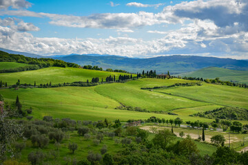 Tuscany, Italy, 2019, green hills against the background of mountains are crossed by cypress alleys, in the foreground there is an olive garden