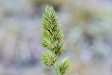 close up of branches