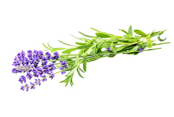 Fototapeta premium Bunch of purple lavender flowers isolated on white background