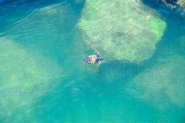 Fototapeta na wymiar Green sea turtle swimming in aquamarine water below the Jetty Park fishing pier in Cape Canaveral