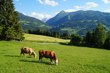 Fototapeta na wymiar cows grazing in the Austrian Alps of the Dachstein region (Styria or Steiermark, in Austria) 