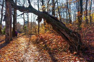 Autumn, the outskirts of the forest with a sloping tree that has outlived its usefulness, against...