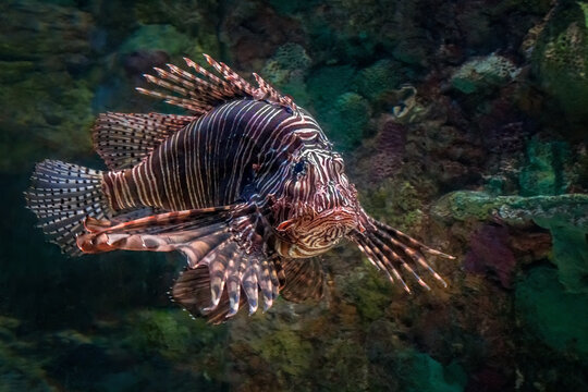 A Large Lionfish Swimming Underwater