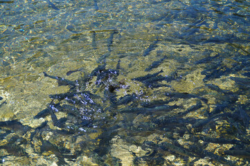Trout breeding in the Austrian Alps of the Schladming-Dachtein region (Styria in Austria)