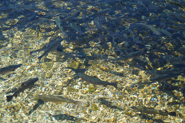 Trout breeding in the Austrian Alps of the Schladming-Dachtein region (Styria in Austria)	