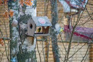 A chickadee sits on a feeder in which sunflower seeds lie
