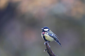 Great Tit infected by a poxvirose