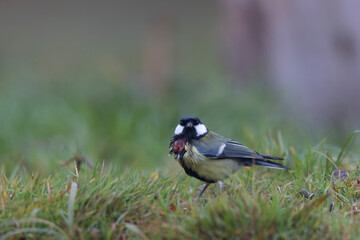 Naklejka premium Great Tit infected by a poxvirose