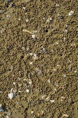 shell and sand on the beach