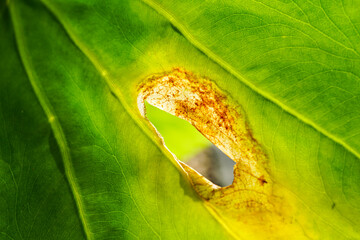 close up of a leaf, tropical sick plant, spot burned