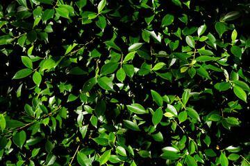 tropical green leaves background with sunlight