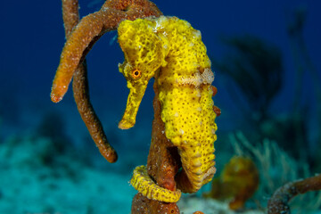  A beautiful yellow longsnout seahorse in a classic pose with his tail wrapped around some sponge. The creature was shot in the wild by a scuba diver on the reef in the Cayman Islands © drew