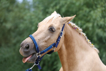 Cheerful morgan mare showing us her healthy teeth