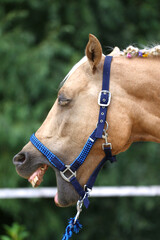 Cheerful morgan mare showing us her healthy teeth