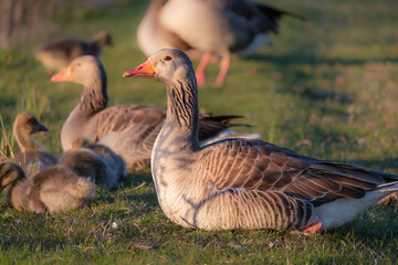 Greylag goose and goslings. Sits on the grass