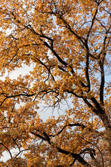 Tree canopy with golden brown leaves at autumn