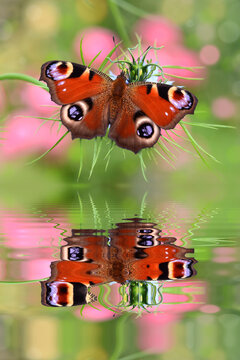 Schmetterling 952