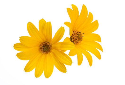 heliopsis isolated