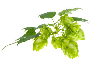 hop cones isolated