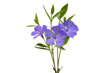 periwinkle flowers isolated