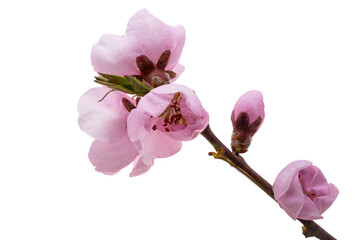 sakura flowers isolated