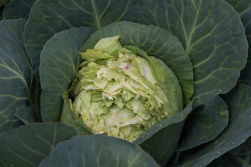 Obraz premium a cabbage eaten by wild rodents in the organic garden