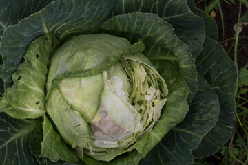 Obraz premium a cabbage eaten by wild rodents in the organic garden