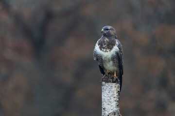 Common Buzzard Buteo buteo in close view