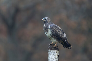Common Buzzard Buteo buteo in close view