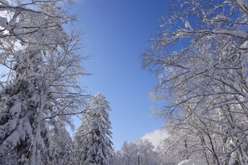 北海道の旭岳の風景