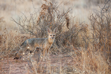 Naklejka na ściany i meble Cape Fox sitting calmly in the shade of a thorn tree in the Kgalagadi, South Africa